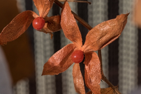 Plant fruit berry leaf Photo