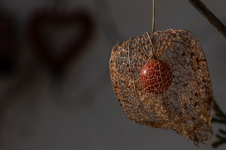 Branch plant photography fruit Photo