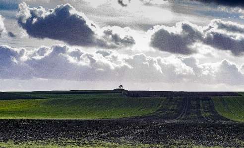 Landscape tree nature grass Photo