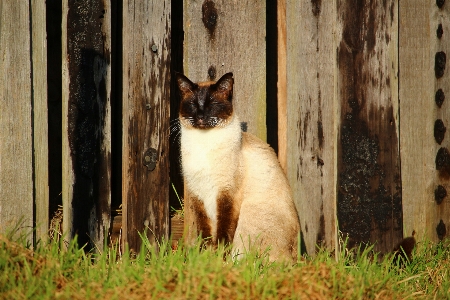 Foto Grama gato mamífero fauna