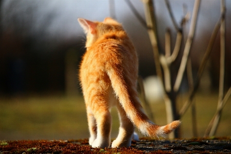 Foto Animais selvagens gatinho gato mamífero