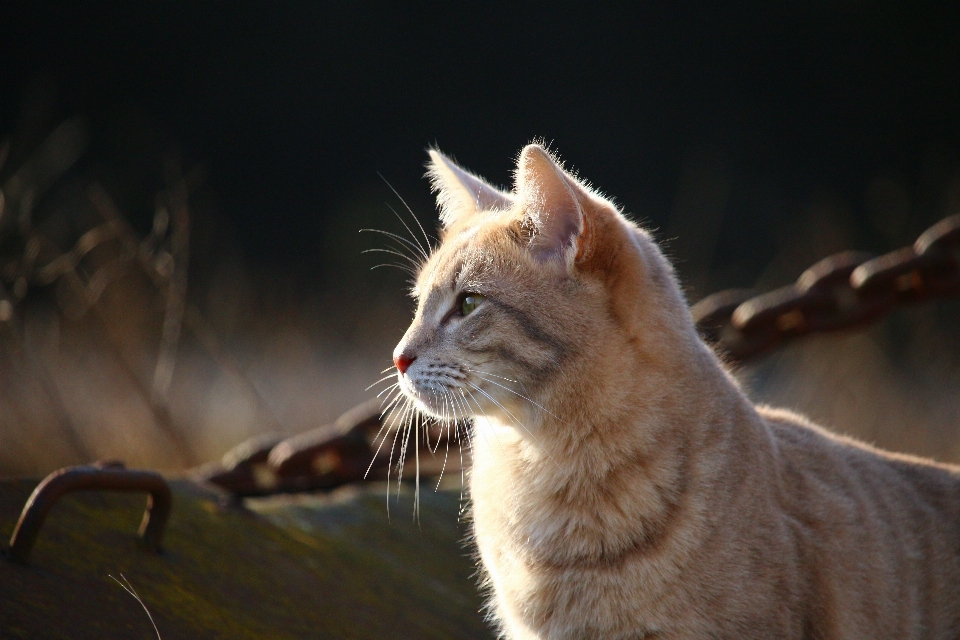 Animais selvagens gatinho gato mamífero