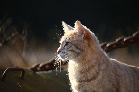 Foto Animais selvagens gatinho gato mamífero