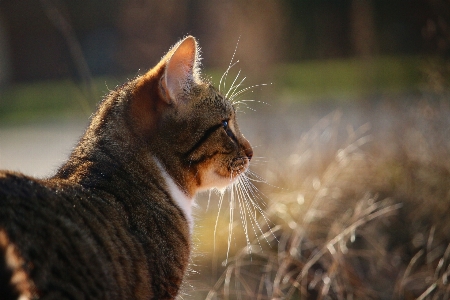 Foto Animais selvagens gatinho gato mamífero