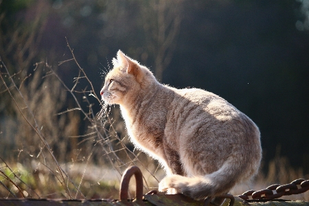 Foto Alam margasatwa anak kucing