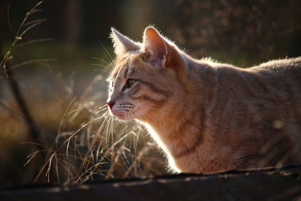 Gatito gato mamífero fauna