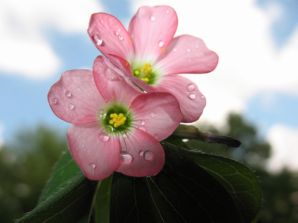 Naturaleza rama florecer planta