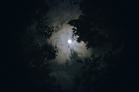 Tree forest light cloud Photo