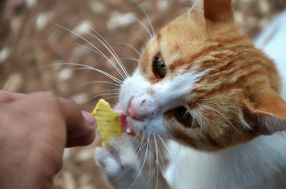 Amor comida gatinho gato