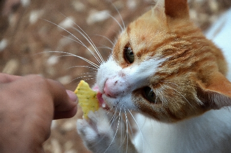 Foto Amor comida gatinho gato