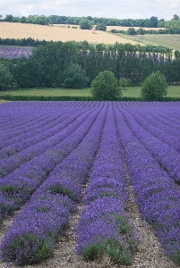 Blossom plant field farm Photo