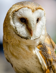 Vogel flügel tierwelt porträt Foto