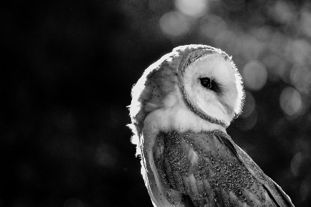 Vogel flügel schwarz und weiß
 weiss Foto