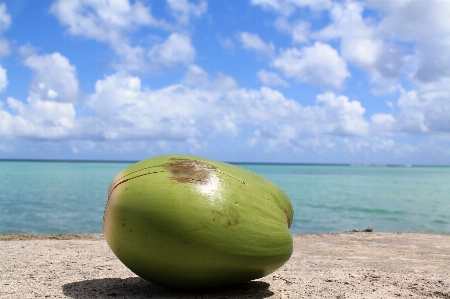 Foto Praia mar árvore água