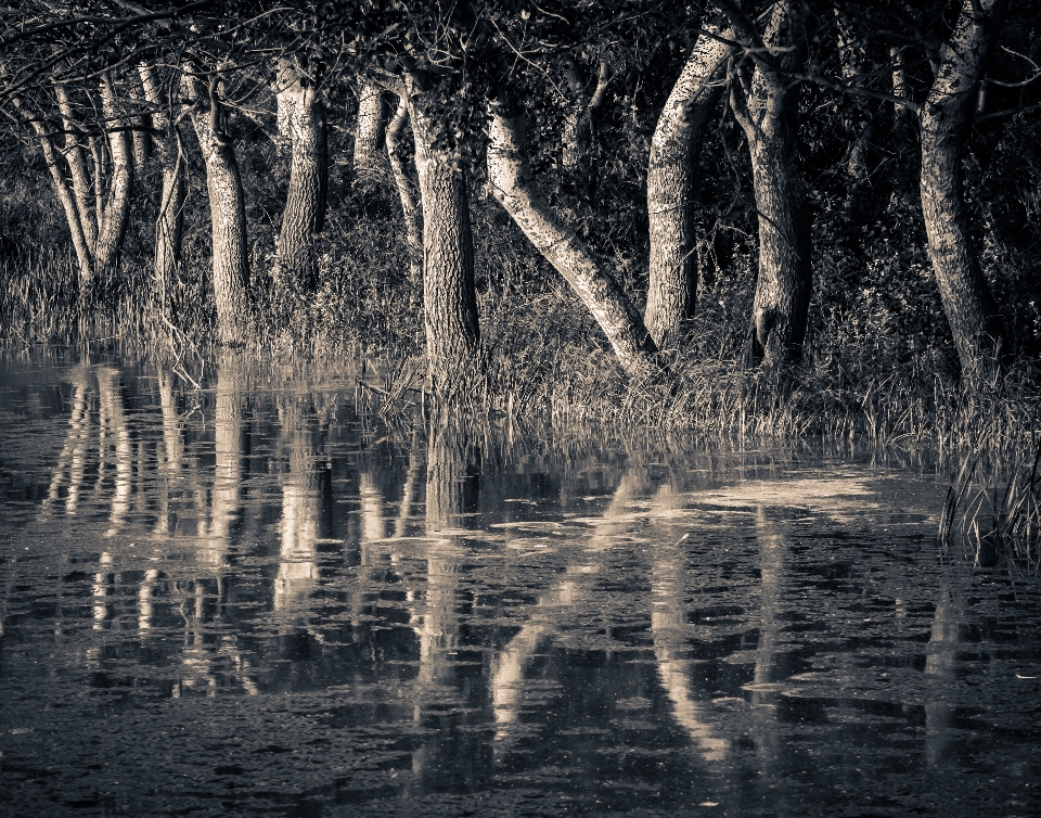 Paesaggio albero acqua natura