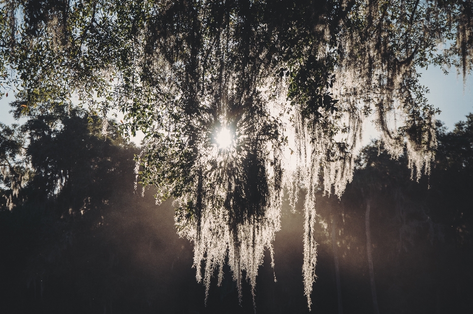 Baum natur wald draussen