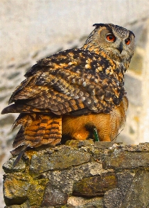 Rock bird wildlife beak Photo