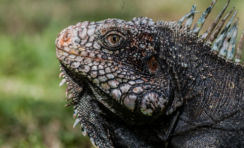 Foto Animal animais selvagens retrato réptil