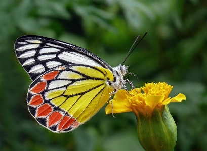 Foto Natureza asa plantar flor