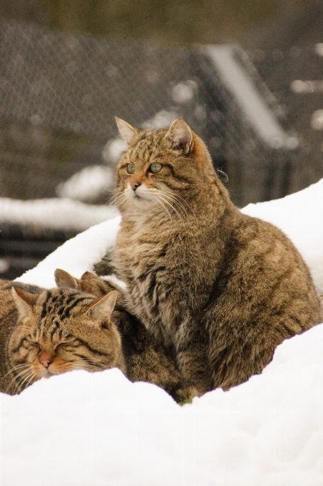 雪 冬天 动物 野生动物