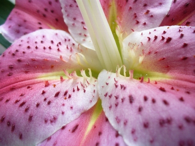 Blossom plant photography flower Photo