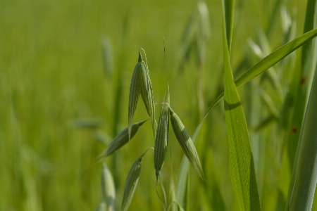 Foto Alam rumput tanaman bidang