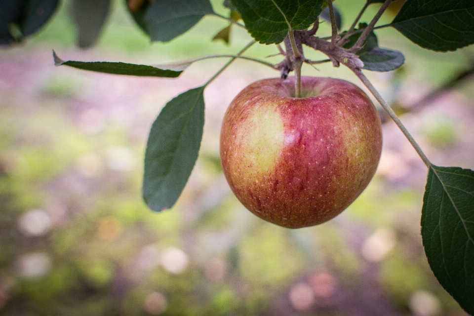 Apple árbol rama planta