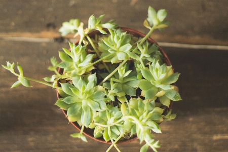 Foto árbol planta hoja flor