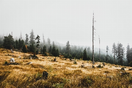 Landscape tree forest grass Photo