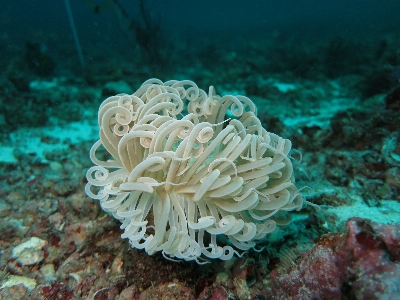 Foto água natureza oceano mergulhando