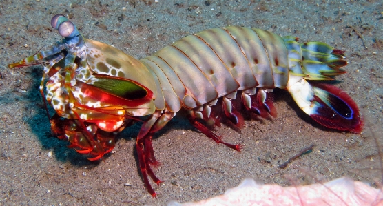 Underwater food biology seafood Photo