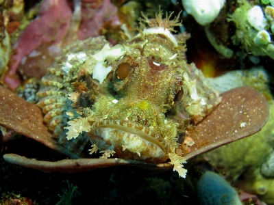 Underwater food green biology Photo