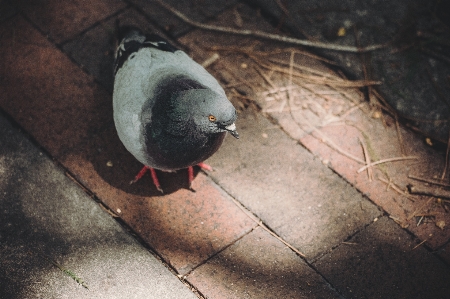 Nature bird alone pavement Photo