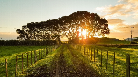 Landscape tree nature pathway Photo