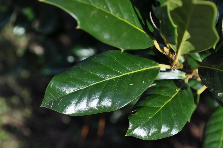 Tree nature plant leaf Photo