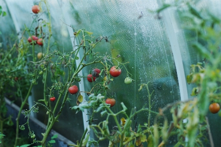 自然 草 植物 芝生 写真