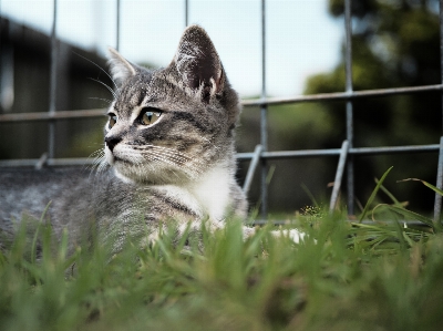 Foto Alam rumput putih satwa