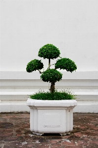 Tree growth plant flower Photo