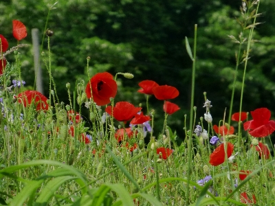 Natur gras blüte anlage Foto