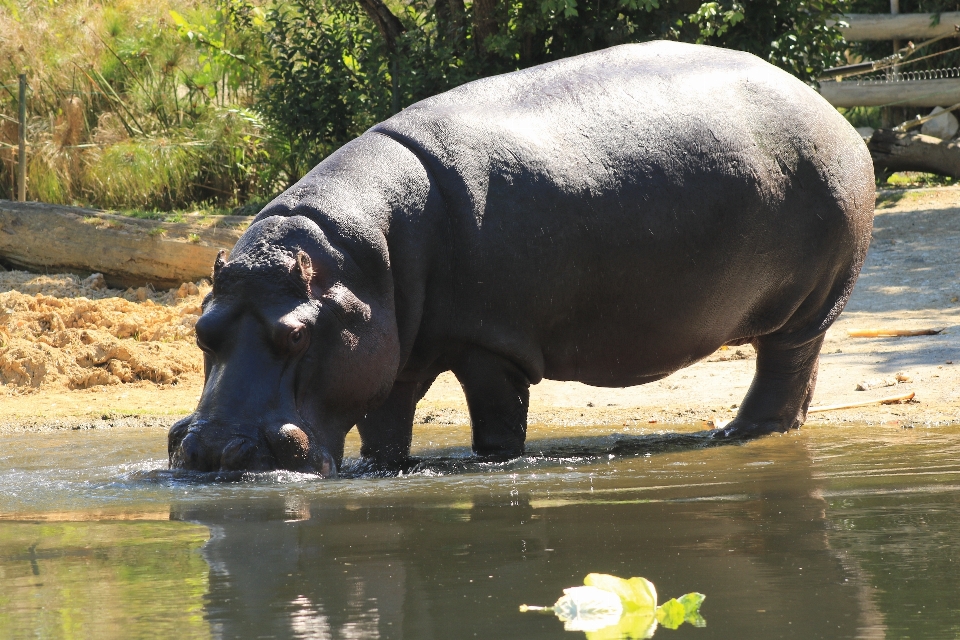 Natureza animal animais selvagens selvagem