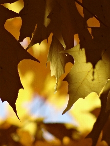 Photo Arbre nature bifurquer lumière