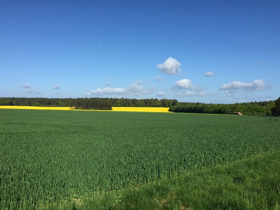 Landscape grass horizon plant