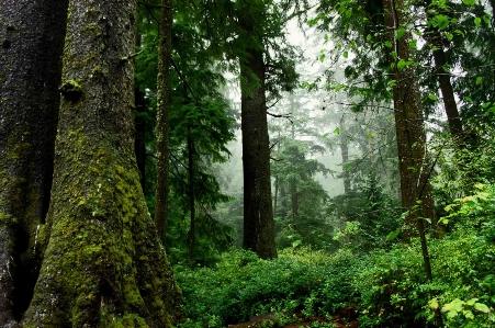 Landscape tree nature forest Photo