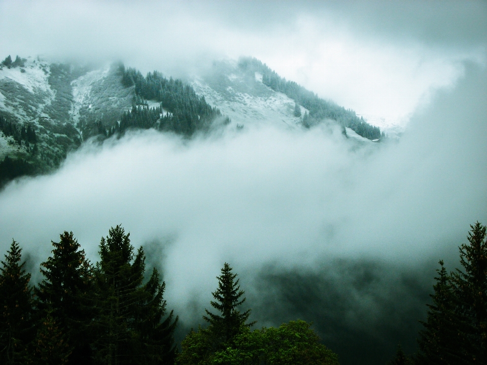 Baum natur wald wildnis
