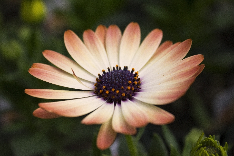 Nature blossom growth plant