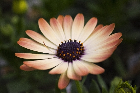 Foto Natura fiore crescita pianta