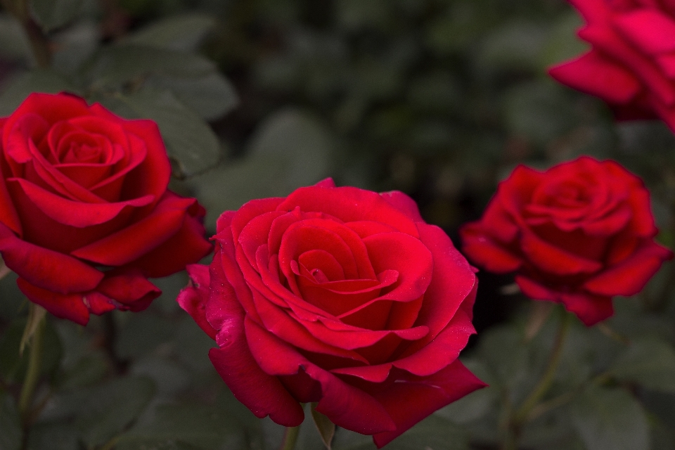 Natura fiore pianta donna