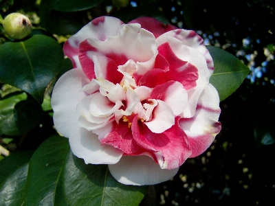 Blossom plant flower petal Photo