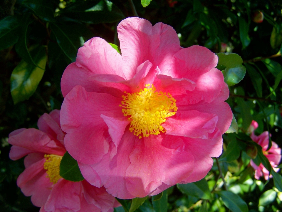 Blossom plant flower petal