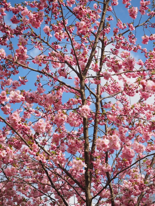 Tree branch blossom plant